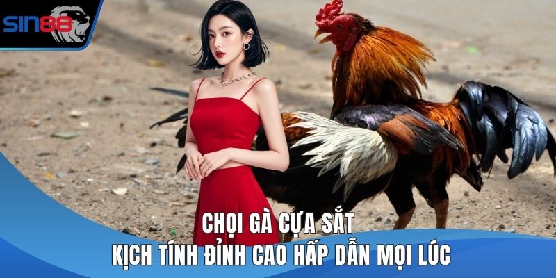 Chọi gà cựa sắt
